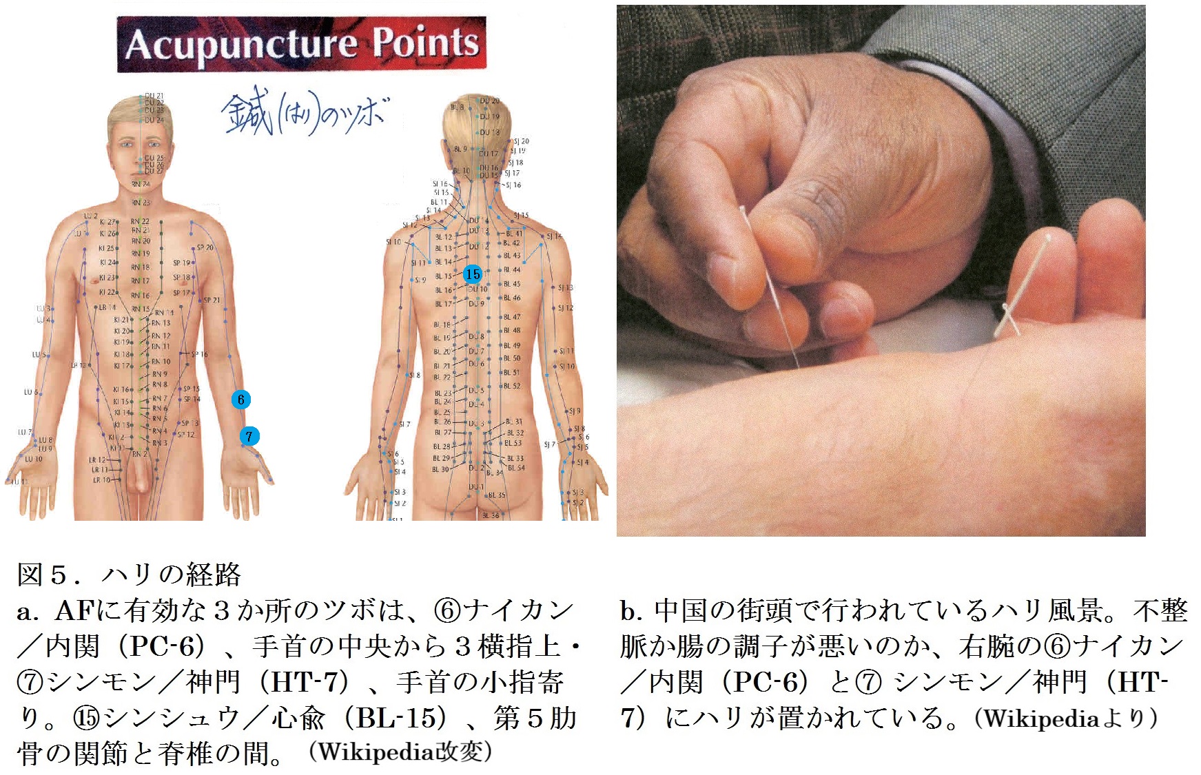 基本人体ツボ経絡図 - 本